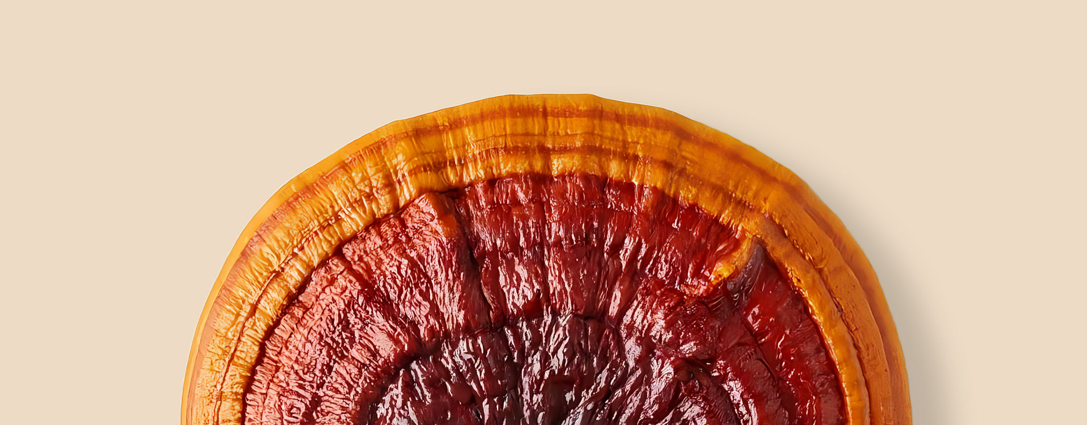 Nootropic Mushrooms