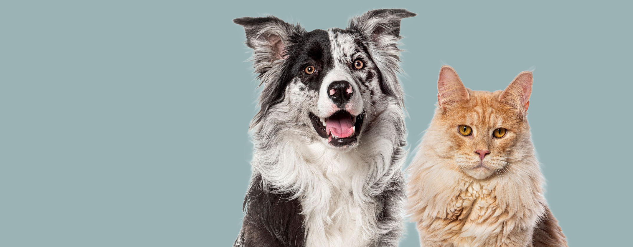 Pet CBD